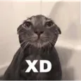 TP_XD_Mishi