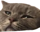sadcat1