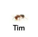 tim