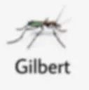 gilbert