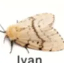 ivan