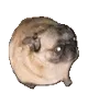 dancingpug