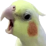 Cockatiel3