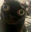 catstare