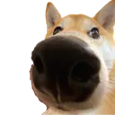 dogey dogey