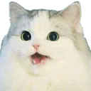 Cat Surprised catSurprised Discord Emoji