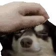PETTHELOBINHO
