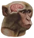 neuronactivation