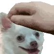 PETTHERUI