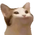 nodCat