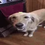 butterdog