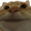 yes_cat
