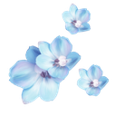 LC_blue_flowers Discord emoji