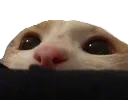catspy_BIOUTIFOUL