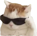 sunglassescat