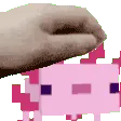 axolotl_petpet