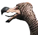 Dodo5