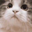 Cat Nod cat_nod Discord Emoji