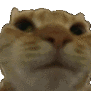 Cat No cat_nO Discord Emoji