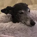 tacodog
