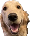 HappyDoggo