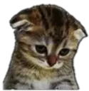 CW_sadcat
