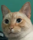 vibekitty