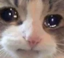GS_sadCAT