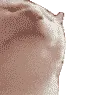 catvibesto