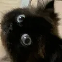 helo helo
