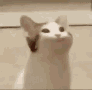 popcat Discord emoji