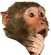 thinkchimp