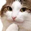 thinkcat