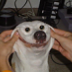 gaydog Discord emoji