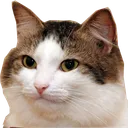 staregato