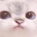 catummm