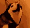 dogezmih