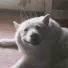 DoggoScritchy