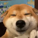 hapidoge