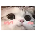 blushca