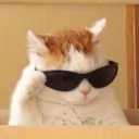 coolcat coolcat