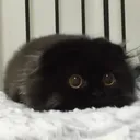 awwcat