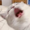 dyingcat