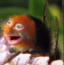 beemovie
