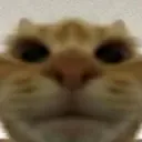 starecat starecat