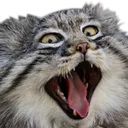 catWAAA
