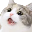 CatAah