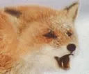 foxpog foxpog