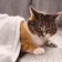 CatNapped CatNapped