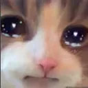 cat_cry
